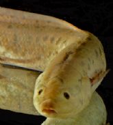 Las cualidades que permiten a los peces pulmonados vivir sin agua, descubiertas por la UMU