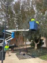 El Ayuntamiento de Lorca recolecta, por tercer año consecutivo, la oliva de los parques y jardines municipales cuyo aceite ser repartido entre distintas entidades sociales