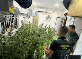 La Guardia Civil desmantela en Abanilla un grupo delictivo que cultivaba gran cantidad de marihuana