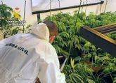 La Guardia Civil desarticula en Torre Pacheco un grupo delictivo que cultivaba gran cantidad de marihuana