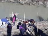 La Concejalía de Medio Ambiente de Molina de Segura y la Asociación de Vecinos de La Ribera de Molina realizan labores de restauración y plantación en el río Segura, en el paraje de Las Peñetas