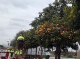 Parques y Jardines finaliza la poda de los 15.000 naranjos del municipio