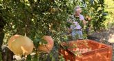 La Granada Mollar abre el plazo para que los agricultores de la Vega Baja inscriban sus parcelas en la Denominaci�n de Origen