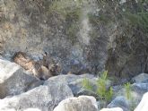 El nacimiento de 4 cachorros de lince ibérico confirma a las Tierras Altas de Lorca como un enclave idóneo para la pervivencia de la especie