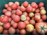 El PP solicita la reducción de los módulos fiscales para el cultivo del tomate ante la pérdida de rentabilidad del sector
