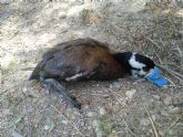 Ecologistas en Accin reclama la intervencin urgente ante la aparicin de varios cadveres de aves protegidas en las Lagunas de Campotjar