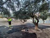 Los olivos municipales dar�n unos 8.000 litros de aceite que ir� destinado a bancos de alimentos y asociaciones ben�ficas