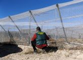 La Guardia Civil desmantela a un grupo juvenil dedicado a la sustracción de uva en la comarca del Bajo Guadalentín