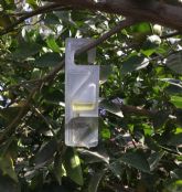 Vynyty CitrusR, la solucin biolgica de Bayer a base de feromonas para la lucha contra el cotonet de Sudfrica