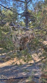 El Molino El Saltaor permanecer cerrado este fin de semana por tratamiento fitosanitario contra la Procesionaria