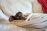 Claves para cuidar a las mascotas en plena ola defr�o