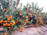 La mandarina 'Spring Sunshine' alcanza las 500 hectreas licenciadas en España, el 19,73 por ciento corresponden a la Regin de Murcia