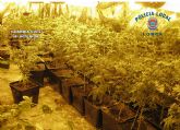 La Guardia Civil y la Policía Local desmantelan un invernadero de marihuana