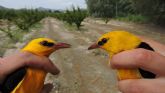 La biodiversidad del bosque del Segura permite anillar en un solo da 18 especies de aves