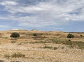 El Guadalentín propone un riego de socorro urgente para auxiliar a los miles de agricultores afectados por la sequía extrema que está arruinando los cultivos