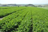 Agricultura comprueba la efectividad de un abono vegetal en cultivo de apio verde para obtener cosechas de mayor cantidad y calidad