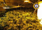 Desmantelan en Calasparra un grupo delictivo que cultivaba gran cantidad de marihuana