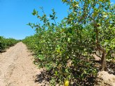 El Gobierno regional declara la clorosis nervial amarilla como enfermedad vegetal y pone en marcha medidas para contener su propagaci�n