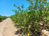 El Gobierno regional pide al Ministerio reforzar la coordinaci�n entre territorios para frenar el virus de la clorosis nervial amarilla en c�tricos