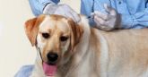 Las Concejalías de Sanidad y Medio Ambiente recuerdan la importancia de vacunar y proteger a las mascotas