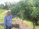 El mango dominicano apuesta por desarrollarse en Asia y Rusia y trabaja para 'conquistar mercados del alto valor'