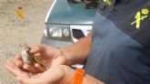 La Guardia Civil sorprende a un furtivo en Lorca mientras capturaba aves fringílidas
