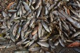 ANSE y WWF Espana demandan medidas basadas en la Naturaleza para recuperar el Mar Menor