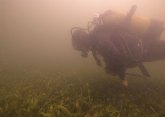 ANSE y WWF constatan que la vegetación del Mar Menor empieza a morir