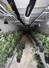 La Guardia Civil desmantela un invernadero clandestino con cerca de 400 plantas de cannabis en una nave de Jumilla