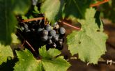 Vino de la Tierra de Murcia estrena Instagram para acercar la IGP Murcia al p�blico