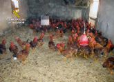 La Guardia Civil desmantela un matadero ilegal de aves