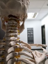 El Colegio de Fisioterapeutas se suma al Movember con un evento sobre Fisioterapia y Salud Masculina