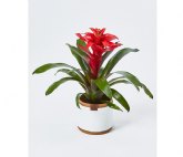 4 plantas pet friendly (que quizs no conozcas)