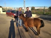 Rescatado un pony que se encontraba desorientado en la va pblica