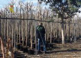La Guardia Civil detiene a cuatro personas por la sustracción de seis mil árboles ornamentales en una finca de Cieza