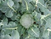 Agricultura realiza un ensayo para comprobar si el agua ozonizada disminuye los daños ocasionados por hongos y bacterias en brcoli