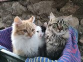 Una murciana crea un crowdfunding con el fin de apoyar un proyecto de refugio para gatos