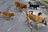 Inician el expediente de licitacin del contrato para la recogida, retirada, transporte y gestin de animales abandonados, vagabundos o extraviados de Totana