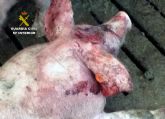 La Guardia Civil detiene a tres personas por el robo de ganado en un cebadero de cerdos