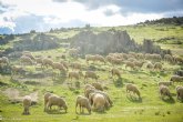 Más de 25 000 raciones de ovino procedentes de la cooperativa extremeña EA Group son repartidas estos días en comedores sociales de Murcia, entre otras regiones