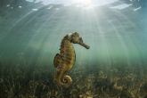 Medio Ambiente edita un libro de fotografía que refleja la riqueza y diversidad de la fauna y flora submarinas del Mar Menor