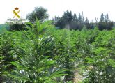 La Guardia Civil desmantela en Mula un cultivo ilcito de marihuana con ms de 600 plantas
