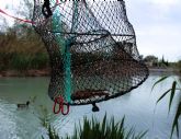 La CHS licita el servicio de control y seguimiento de especies ex�ticas invasoras en la demarcaci�n del Segura