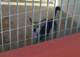 La Policía Local de Cartagena rescata a un perro que se encontraba abandonado mas de una semana en un balcón