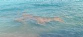 El PCAN denuncia el enfado de los banistas por la gran suciedad que presenta el agua de la playa de El Port�s