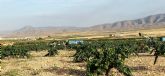 Mas de 1800 viticultores preparan la cosecha de sus uvas en la D.O.P. Jumilla