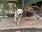 Polica Local de Lorca y Polica Nacional rescatan a un perro en situacin de abandono
