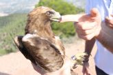 El Centro de Recuperación de Fauna Silvestre trata a una docena de águilas en lo que va de año