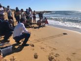 Devueltas al mar 10 de las tortugas bobas nacidas hace un año en Calblanque tras su cría en instalaciones de la Comunidad y el Oceanográfic