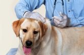 Resaltan la importancia de la vacunación de las mascotas